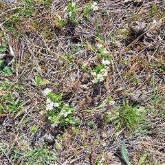 Asperula conferta at Throsby, ACT - 8 Oct 2024