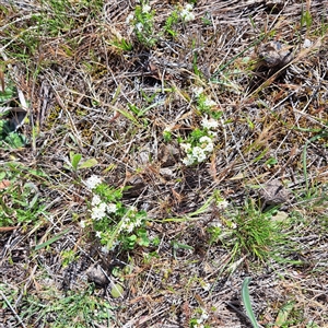 Asperula conferta at Throsby, ACT - 8 Oct 2024