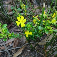 Hibbertia sp. at Bundanoon, NSW - 4 Oct 2024 03:31 PM