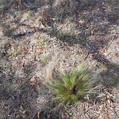 Nassella trichotoma (Serrated Tussock) at Throsby, ACT - 8 Oct 2024 by abread111