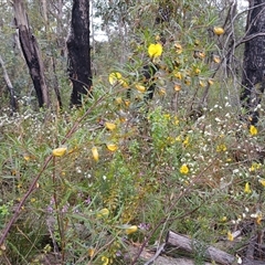 Gompholobium latifolium (Golden Glory Pea, Giant Wedge-pea) at Bundanoon, NSW - 4 Oct 2024 by mahargiani