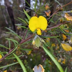 Gompholobium latifolium at Bundanoon, NSW - 4 Oct 2024