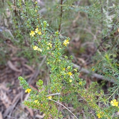 Hibbertia circumdans at Bundanoon, NSW - 4 Oct 2024 by mahargiani