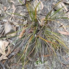 Patersonia sericea (silky purple-flag) at Bundanoon, NSW - 4 Oct 2024 by mahargiani