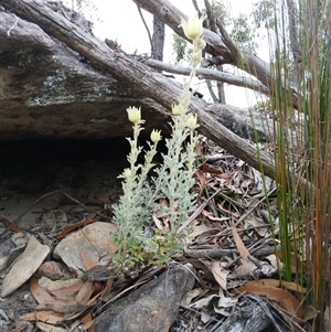 Actinotus helianthi at Bundanoon, NSW - suppressed