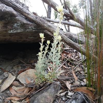 Actinotus helianthi (Flannel Flower) at Bundanoon, NSW - 4 Oct 2024 by mahargiani