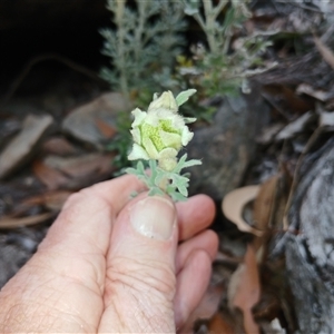 Actinotus helianthi at Bundanoon, NSW - 4 Oct 2024