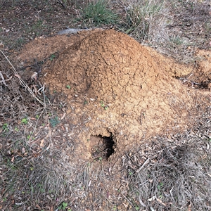 Nasutitermes exitiosus at Throsby, ACT - suppressed