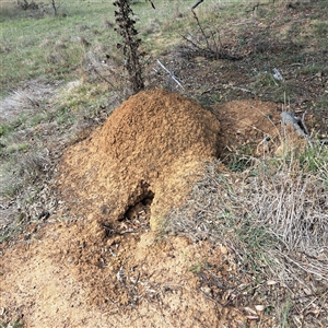 Nasutitermes exitiosus at Throsby, ACT - suppressed