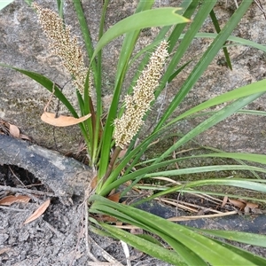 Lomandra longifolia at Bundanoon, NSW - 4 Oct 2024