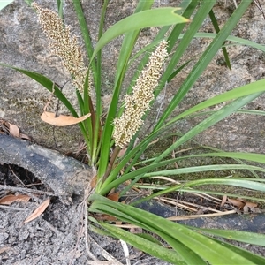 Lomandra longifolia at Bundanoon, NSW - 4 Oct 2024 03:48 PM