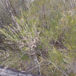 Leptospermum sp. at Bundanoon, NSW - 4 Oct 2024 03:57 PM