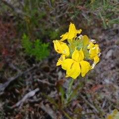 Goodenia glomerata at Bundanoon, NSW - 4 Oct 2024 by mahargiani