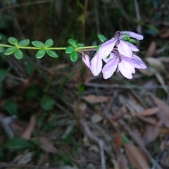 Tetratheca thymifolia (Black-eyed Susan) at Bundanoon, NSW - 4 Oct 2024 by mahargiani