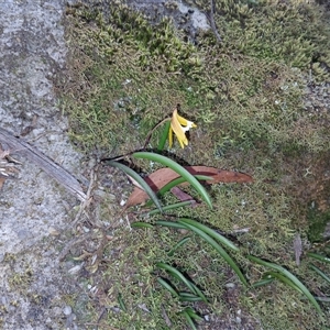 Dockrillia striolata at Bundanoon, NSW - suppressed