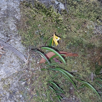 Dockrillia striolata (Streaked Rock Orchid) at Bundanoon, NSW - 4 Oct 2024 by mahargiani