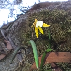 Dockrillia striolata at Bundanoon, NSW - 4 Oct 2024