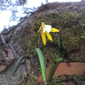 Dockrillia striolata at Bundanoon, NSW - suppressed