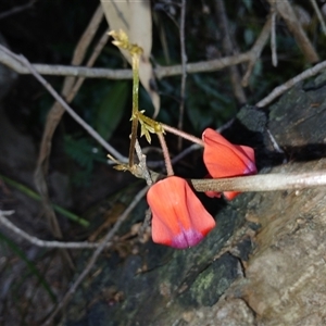 Kennedia rubicunda at Bundanoon, NSW - 4 Oct 2024 04:47 PM