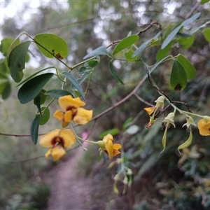 Goodia lotifolia at Bundanoon, NSW - 4 Oct 2024