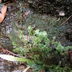 Unidentified Moss, Liverwort or Hornwort at Bundanoon, NSW - 4 Oct 2024 by mahargiani