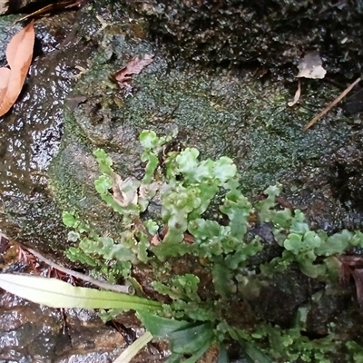 Unidentified Moss, Liverwort or Hornwort at Bundanoon, NSW - 4 Oct 2024 by mahargiani