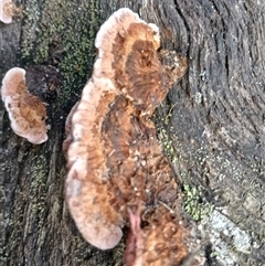 Rhodofomitopsis lilacinogilva complex (Lilac Shelf Fungus) at Bundanoon, NSW - 4 Oct 2024 by mahargiani