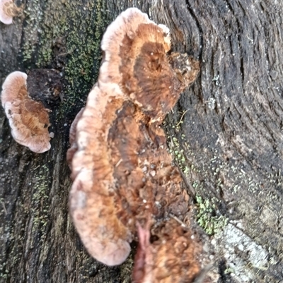 Rhodofomitopsis lilacinogilva complex (Lilac Shelf Fungus) at Bundanoon, NSW - 4 Oct 2024 by mahargiani