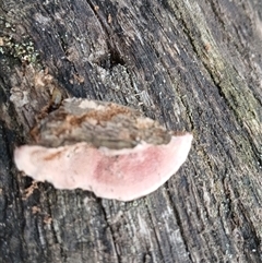 Rhodofomitopsis lilacinogilva complex at Bundanoon, NSW - 4 Oct 2024 05:17 PM