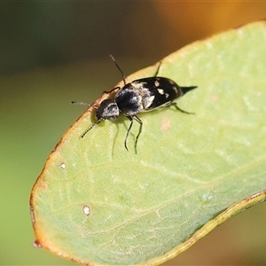 Mordellidae (family) at Wodonga, VIC - 8 Oct 2024 03:05 PM