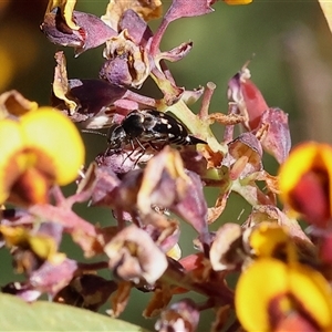 Mordellidae (family) at Wodonga, VIC - 8 Oct 2024 03:05 PM