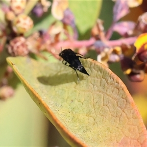 Mordellidae (family) at Wodonga, VIC - 8 Oct 2024 03:05 PM