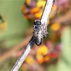 Unidentified Bee (Hymenoptera, Apiformes) at Wodonga, VIC - 8 Oct 2024 by KylieWaldon