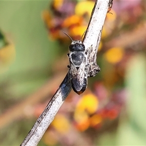 Megachile sp. (several subgenera) at Wodonga, VIC - 8 Oct 2024 03:00 PM