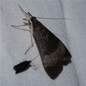 Uresiphita ornithopteralis at Freshwater Creek, VIC - 15 Feb 2021