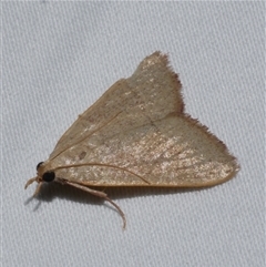 Ocrasa albidalis (A Pyralid moth) at Freshwater Creek, VIC - 15 Feb 2021 by WendyEM