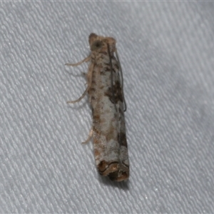 Spilonota constrictana at Freshwater Creek, VIC - 16 Feb 2021