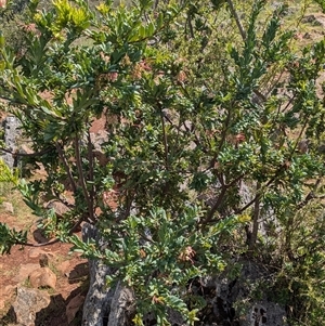 Grevillea iaspicula at Wee Jasper, NSW - 7 Oct 2024