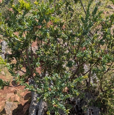 Grevillea iaspicula (Wee Jasper Grevillea) at Wee Jasper, NSW - 7 Oct 2024 by jeremyahagan