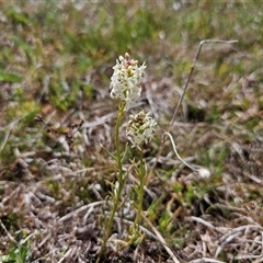 Stackhousia monogyna at Macgregor, ACT - 30 Sep 2024 11:26 AM