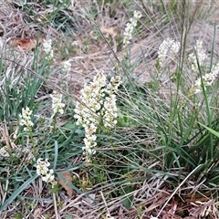 Stackhousia monogyna (Creamy Candles) at Barton, ACT - 7 Oct 2024 by Jiggy