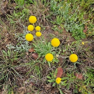 Craspedia variabilis at Barton, ACT - suppressed