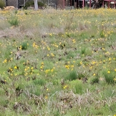 Bulbine bulbosa (Golden Lily, Bulbine Lily) at Barton, ACT - 7 Oct 2024 by Jiggy