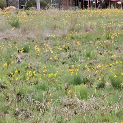 Bulbine bulbosa (Golden Lily, Bulbine Lily) at Barton, ACT - 7 Oct 2024 by Jiggy