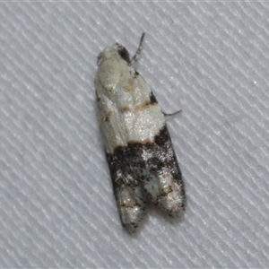 Tracholena sulfurosa (A tortrix moth) at Freshwater Creek, VIC by WendyEM