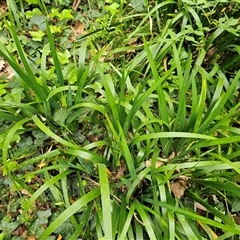 Iris pseudacorus (Yellow Flag) at Barton, ACT - 8 Oct 2024 by Jiggy