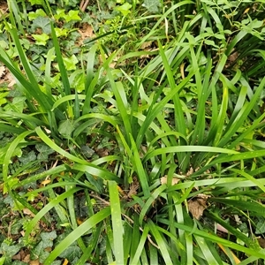 Iris pseudacorus at Barton, ACT - 8 Oct 2024