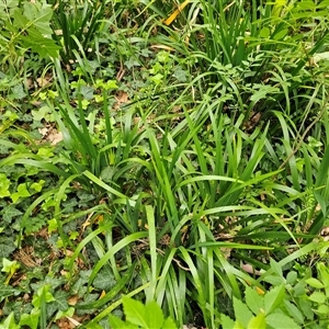 Iris pseudacorus at Barton, ACT - 8 Oct 2024 10:12 AM