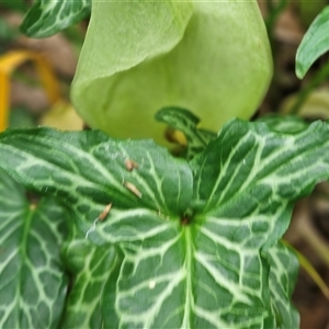 Arum italicum at Barton, ACT - 8 Oct 2024 10:13 AM