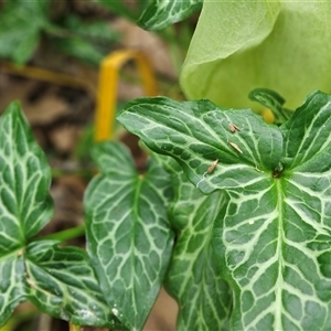 Arum italicum at Barton, ACT - 8 Oct 2024